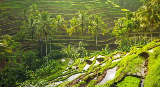 Bali Terrace-Rice Fields